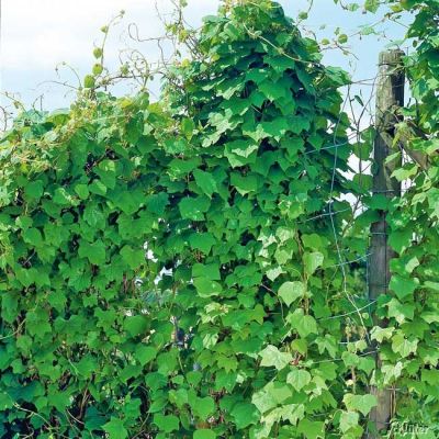 Amerikanischer Mondsame Amerikanischer Mondsame