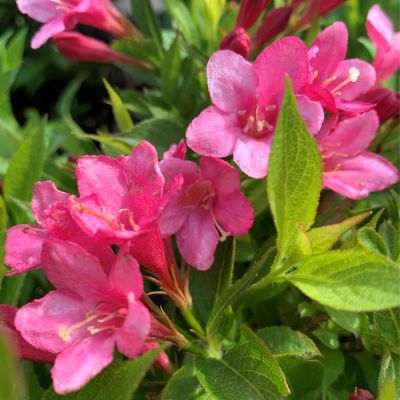 Zwerg-Weigelie 'Picobella Rosa®'