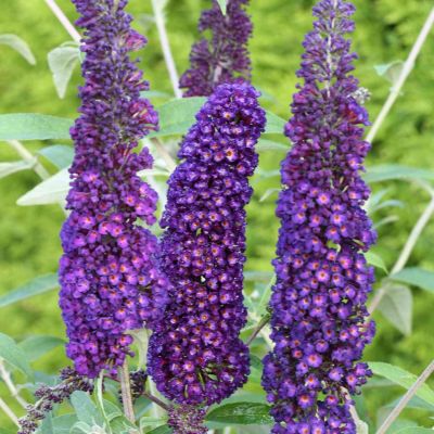 Schmetterlingsflieder 'Black Knight'