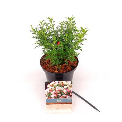 Zwergrose 'Cutie Pie'