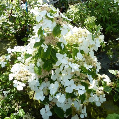 Tellerhortensie 'Cloud Nine®' Tellerhortensie 'Cloud Nine®'