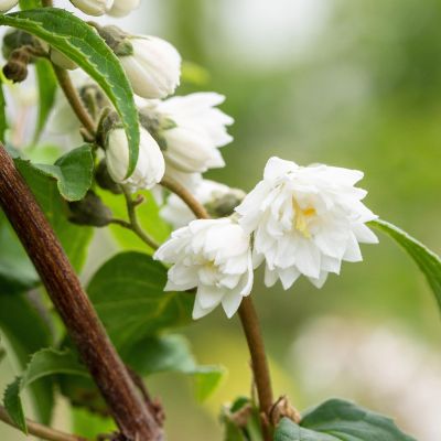 Sternchenstrauch 'Plena' Sternchenstrauch 'Plena'