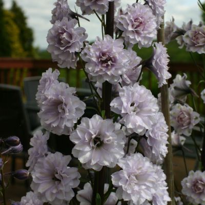 Halbhoher Rittersporn Highlander 'Cha Cha'® Halbhoher Rittersporn Highlander 'Cha Cha'®