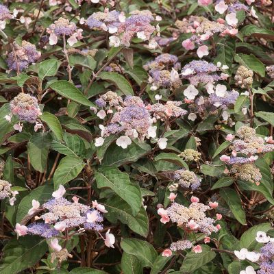 Samthortensie 'Kawakami' Samthortensie 'Kawakami'