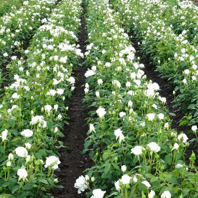 Edelrose 'Annapurna®' Edelrose 'Annapurna®'