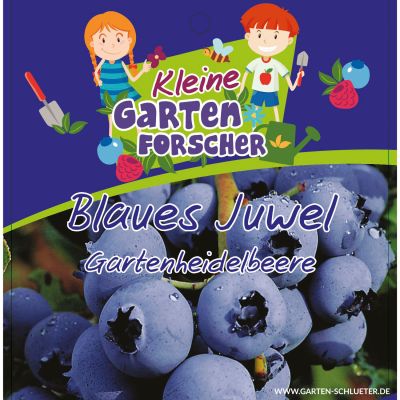 Gartenheidelbeere 'Blaues Juwel' - Kleine Gartenforscher Gartenheidelbeere 'Blaues Juwel' - Kleine Gartenforscher