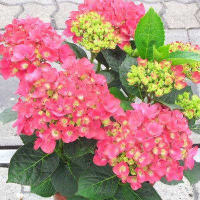 Gartenhortensie 'Amsterdam'