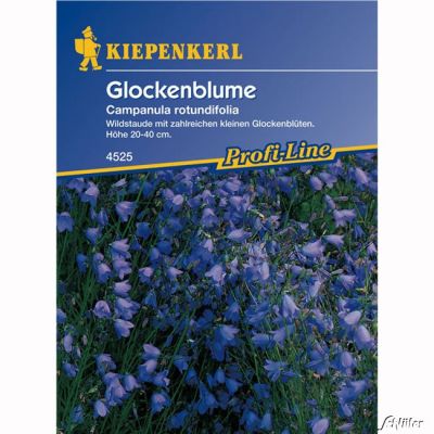 Glockenblume