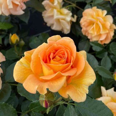 Beetrose 'Hansestadt Rostock' Beetrose 'Hansestadt Rostock'