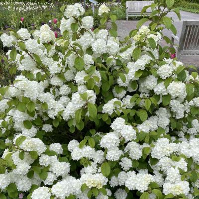 Japanischer Schneeball 'Magical Spring Glory'