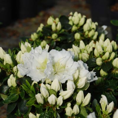 Japanische Azalee 'Maischnee' Japanische Azalee 'Maischnee'