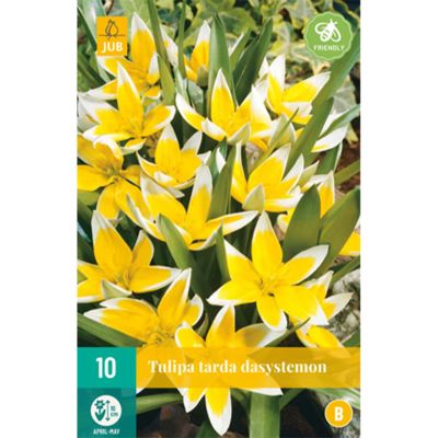 Wildtulpe 'Tarda' - 10 Stück
