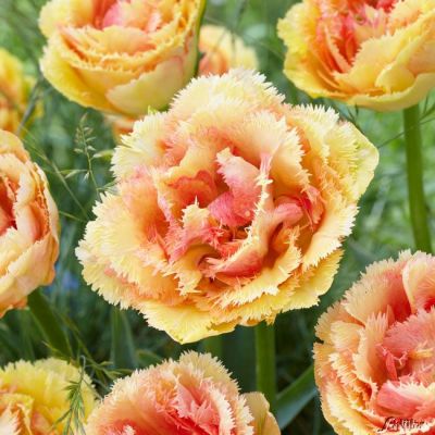 Gefranste Tulpe 'Vaya Con Dios' - 5 Stück