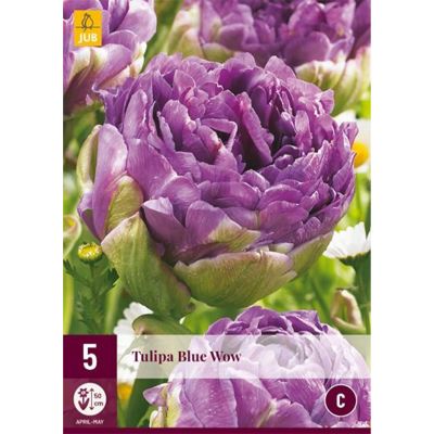 Späte gefüllte Tulpe 'Blue Wow'  - 5 Stück