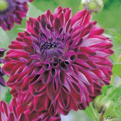 Schmuckdahlie 'Osirium' - 1 Stück