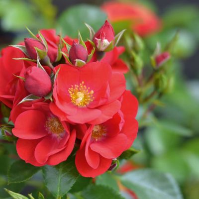 Bodendeckerrose 'Kesse Lippe®' ADR Bodendeckerrose 'Kesse Lippe®' ADR
