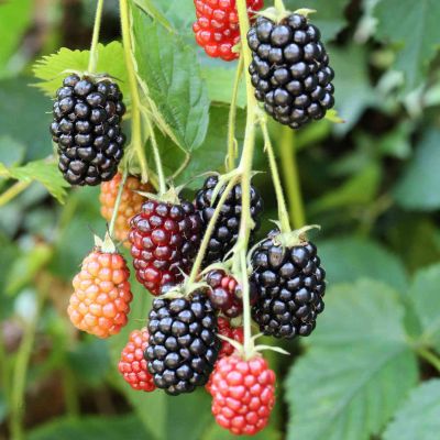Brombeere 'Loch Ness®' (dornenlos)