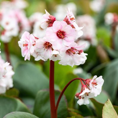 Weiße Bergenie 'Silberlicht'