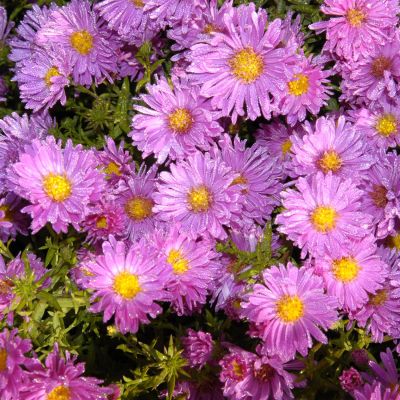 Glattblatt-Aster 'Rosaperle' Glattblatt-Aster 'Rosaperle'