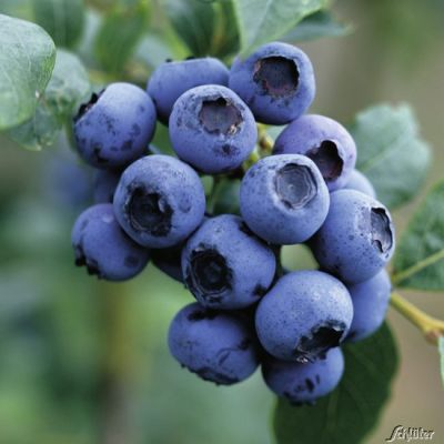 Heidelbeere 'Ozark Blue' Heidelbeere 'Ozark Blue'