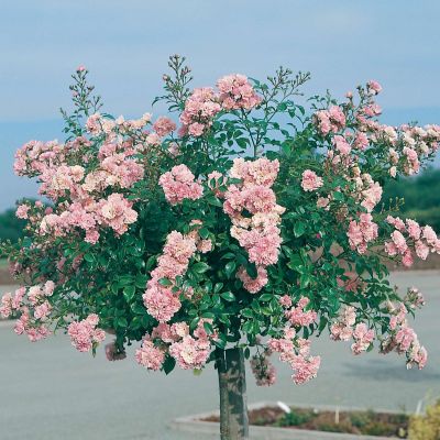 Stammrose 'The Fairy®' - 60 cm Stamm Stammrose 'The Fairy®' - 60 cm Stamm