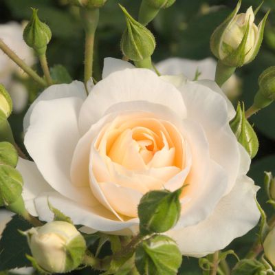 Beetrose 'Martin Luther Rose®' Beetrose 'Martin Luther Rose®'