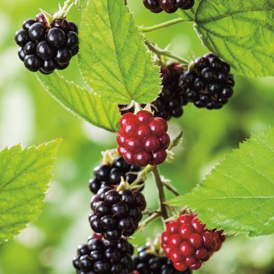 Süße Brombeere 'Asterina®' Süße Brombeere 'Asterina®'