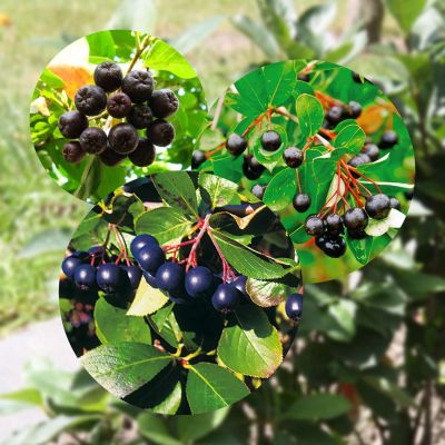 Apfelbeeren-SET Apfelbeeren-SET