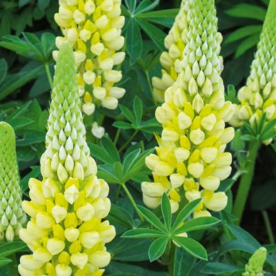 Gartenlupine 'Gallery Yellow'