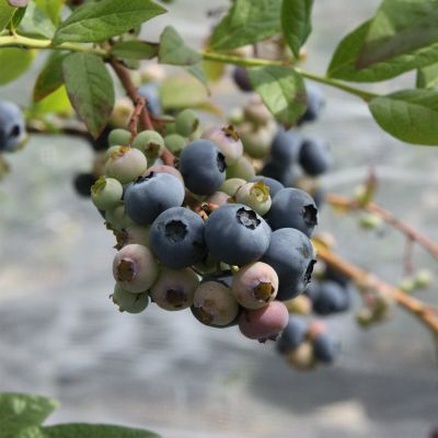 Heidelbeere 'Blue Dessert®'