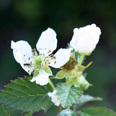 Dornenlose Brombeere 'Navaho® Summerlong®'