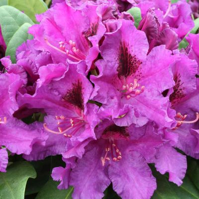 Rhododendron 'Azurro' Rhododendron 'Azurro'