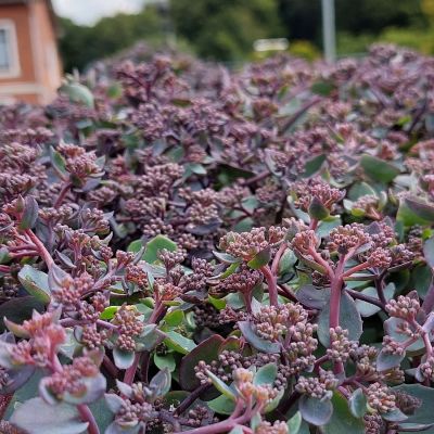 Prachtfetthenne Seduction 'Rosé Soirée'