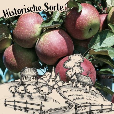 Apfel 'Ingrid Marie' Apfel 'Ingrid Marie'