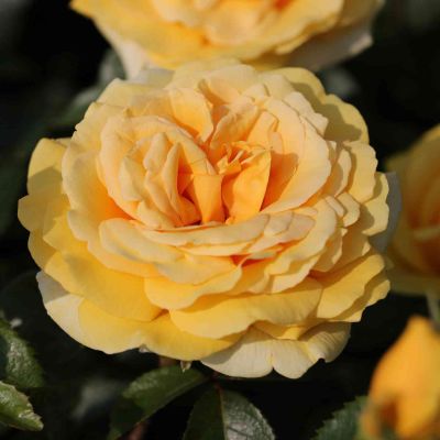 Edelrose 'Winter Sun'