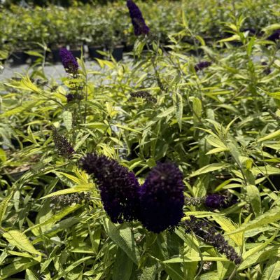 Schmetterlingsflieder 'Magda´s Gold Knight®'