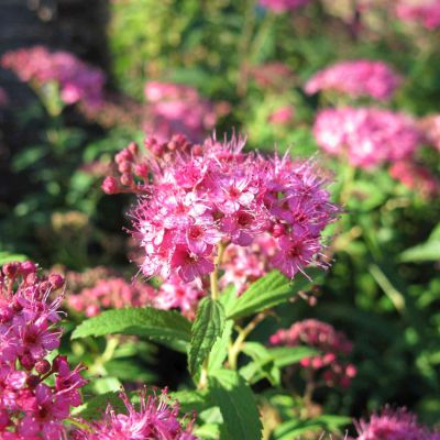 Blasenspiere 'Dart's Gold'