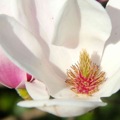Tulpen-Magnolie 'Alba Superba'