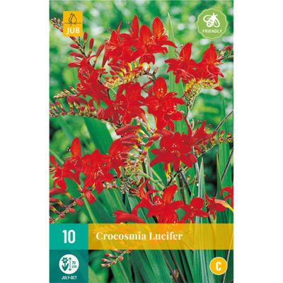 Montbretien 'Lucifer'