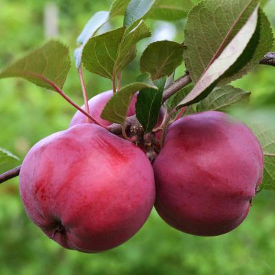 Apfel 'Redlove® Circe®'