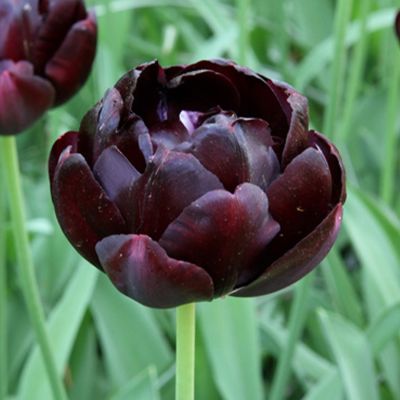 Gefüllte späte Tulpe 'Black Hero' - 5 Stück