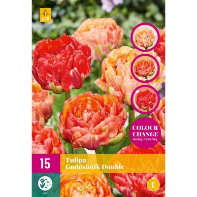 Späte gefüllte Tulpe 'Gudoshnik Double®'  - 12 Stück