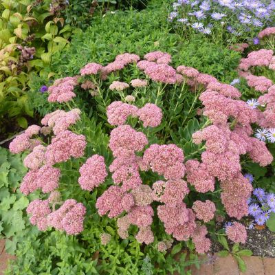 Fetthenne 'Herbstfreude' Fetthenne 'Herbstfreude'