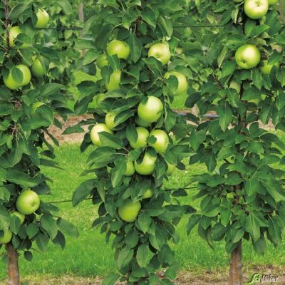 Säulenapfel 'Greencats' Säulenapfel 'Greencats'