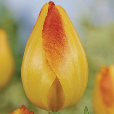 Triumph-Tulpe 'Prinz Armin®' - 7 Stück