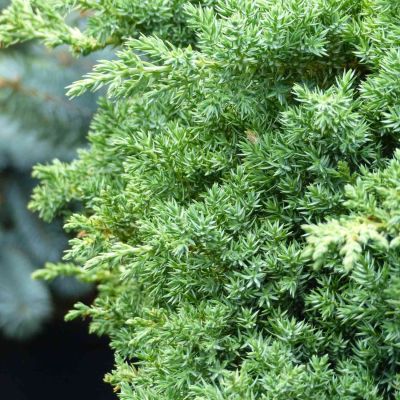 Japanischer Kriechwacholder 'Nana'