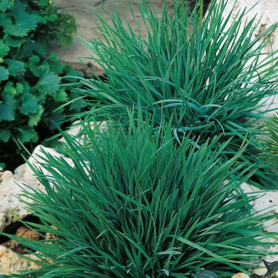 Blaues Schillergras 'Coolio' Blaues Schillergras 'Coolio'
