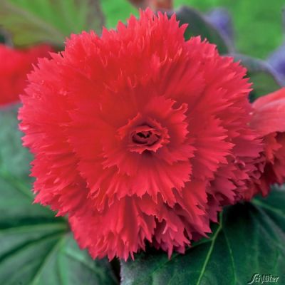 Gefranste-Begonie 'Fimbriata Rot' - 3 Stück Gefranste-Begonie 'Fimbriata Rot' - 3 Stück