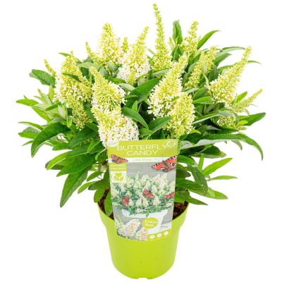 Zwerg-Schmetterlingsflieder 'Butterfly Candy® Little White' Zwerg-Schmetterlingsflieder 'Butterfly Candy® Little White'