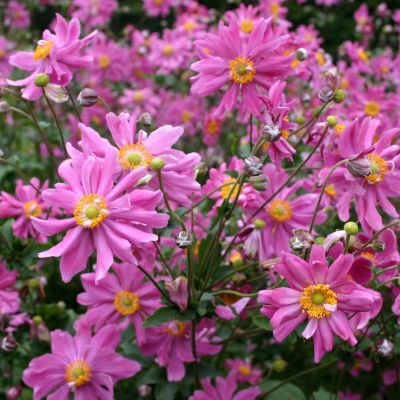 Herbst-Anemone Prinz Heinrich Herbst-Anemone Prinz Heinrich